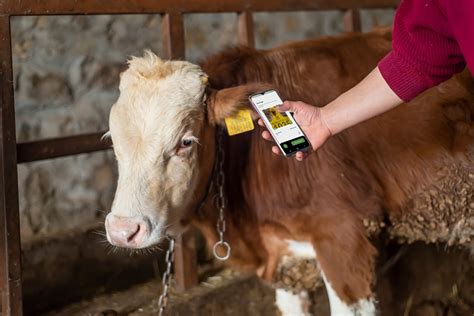 was sind rfid tags|rfid tags for livestock.